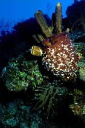 Hard and soft corals taken off Providenciales, Turks and ... by Matthew Shanley 